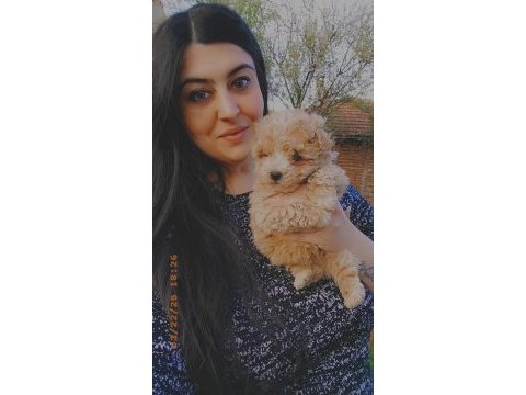 Maltipoo yavrularımız