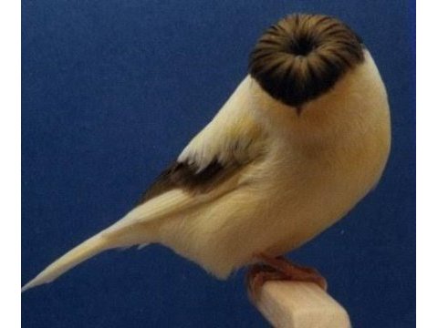 En güzel gloster kanaryalar