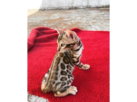 Show class bengal kedisi bebekler