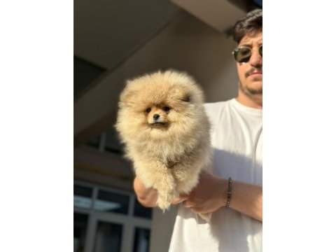 Bursa pomeranian teddy bear ( boo)