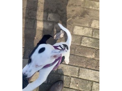 Ücretsiz jack russell tuvalet eğitimi var