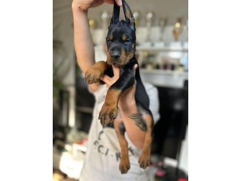 European doberman yavruları