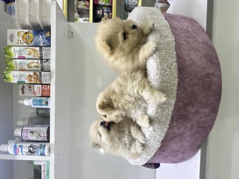 35 günlük safkan pomeranian boo yavrular
