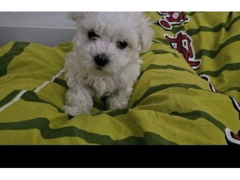 Bebek maltese