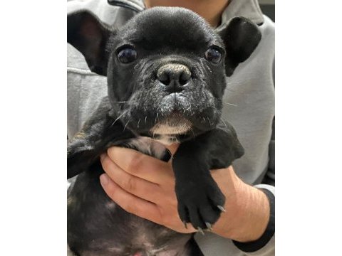 Belçika kurdu (malinois)