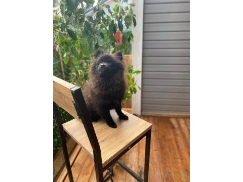 Pomeranian spitz 0 numara