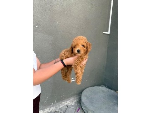 Yavru red toy poodle köpeklerimiz