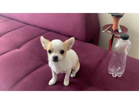 1 yaşında chihuahua oğluşumuz