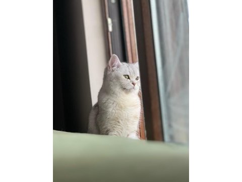 British shorthair kedisi 2 yaşında
