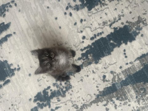 Yakışıklı kara afacan kedimiz