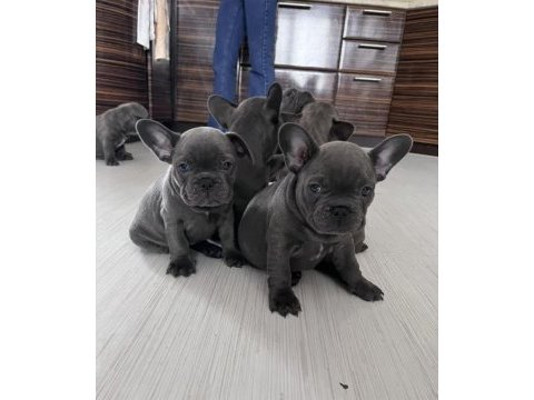 Muhteşem fransız bulldog yavruları