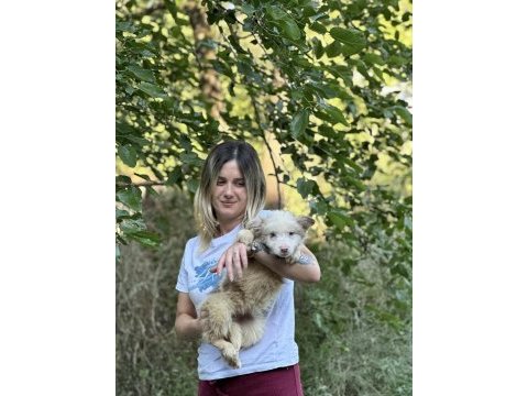 Özel renklere sahip border collie kızımız