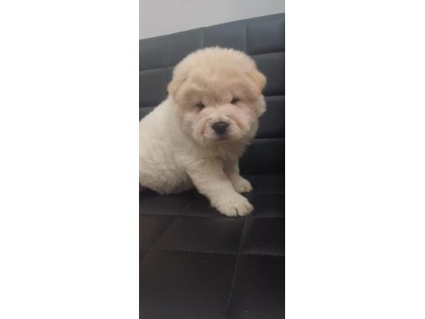 Chow chow 45 günlük dişi köpeğimiz