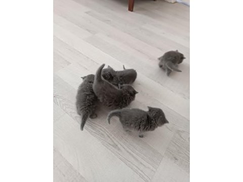 1 aylık british shorthair yavrular