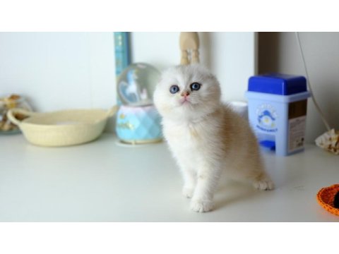 Scottish fold top kafa silver yavrumuz