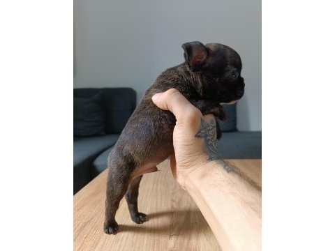 A+ kalite french bulldog yavrularımız