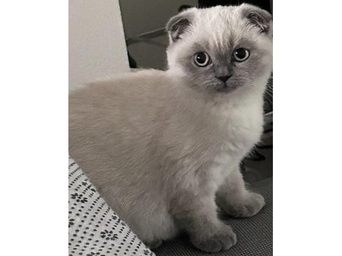 Siyam mavi göz kedimiz orjinal canlı gelip bakabilirsiniz