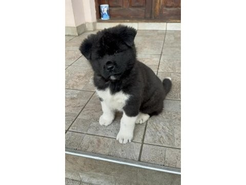 Safkan american akita yavruları