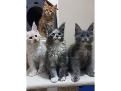 Mucize maine coon