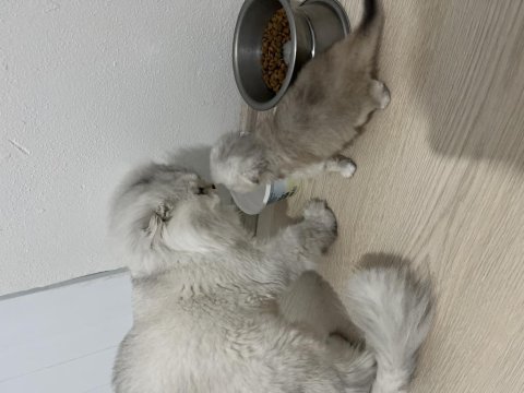 Anne babam çok kaliteli kediler