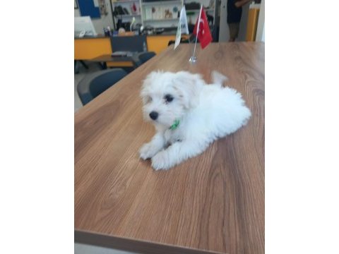 Bir buçuk aylık maltese terrier