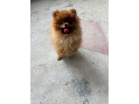 Pomeranian boo yetişkin erkek