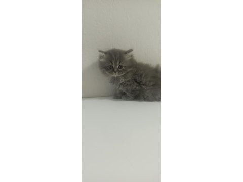 British longhair kardeşler 11 mart doğumlu