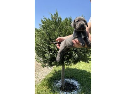 Üst kalite orijinal cane corso yavrular