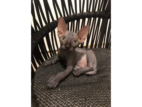 Sphynx sfenks tüysüz dişi erkek yavruları