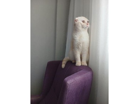 Scottish fold oğluma yuva arıyorum
