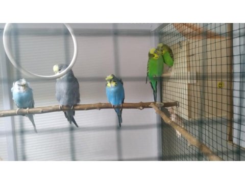 Eşli muhabbet kuşları