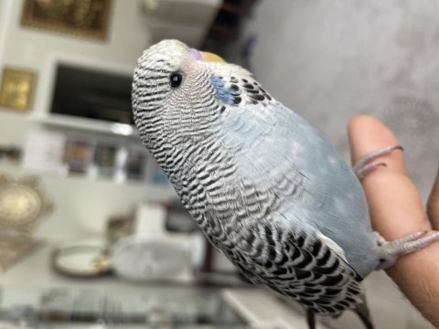 45 günlük şov jumbo ele alışkın