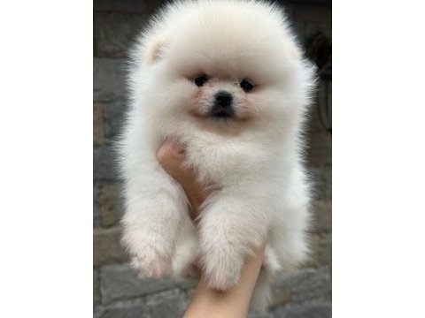 Pomeranian yavrularıma aile arıyoruz