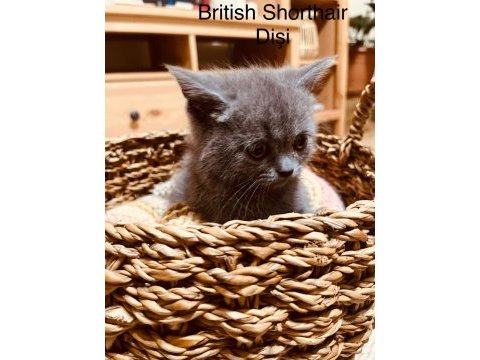 British ve scottish fold harika yavrular