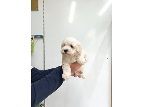 Maltese erkek yavru