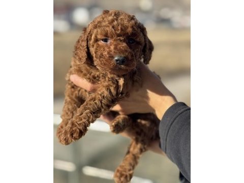 Petmode köpek çiftliğinden redbrown toy poodle