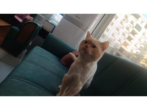 British shorthair golden erkek