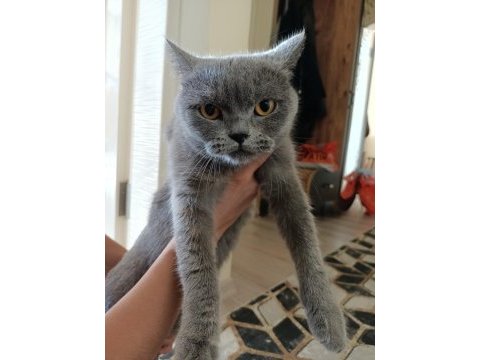 British shorthair 2 yaşında