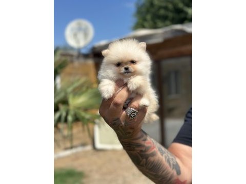 Orjinal pomeranian boo özel üretim yavrular