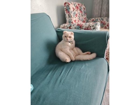 Scottish fold kedimiz