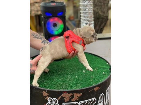Anatomi güzeli erkek french bulldog yavrumuz