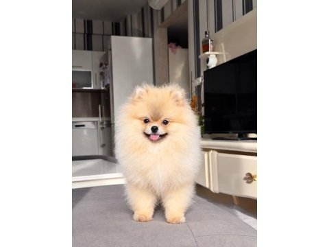 Pomeranian boo köpekler