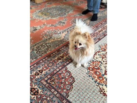 2 yaşında dişi pomeranian doğum tecrübeli