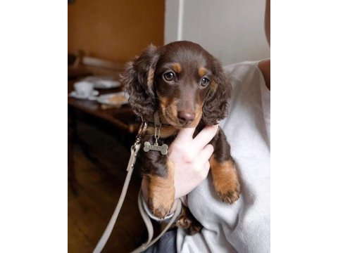 Chocolate and tan long hair dacshund bebeklerimiz