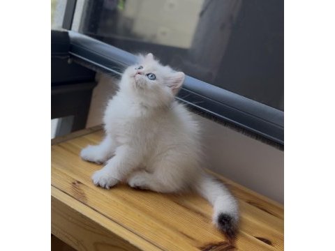 Aşırı sevecen uysal golden point british longhair