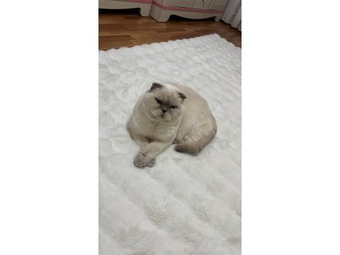 Ücretsiz sahiplendirme scottish fold kedisi