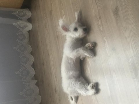 Maltese terrier 4 aylık