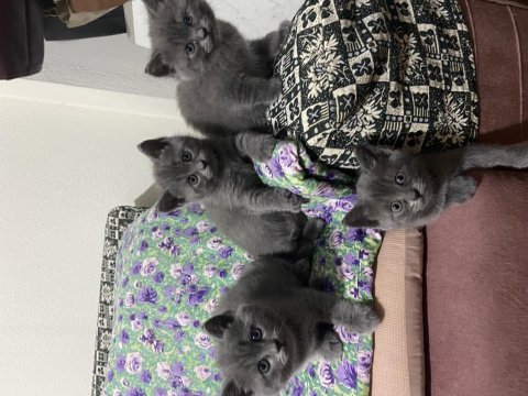 Kedilerimiz çok acil sahiplenmesi lazım
