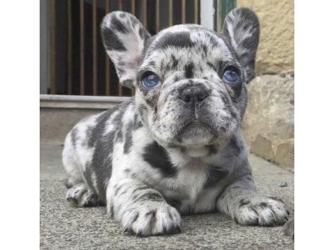 French bulldog sağlıklı köpeğimiz