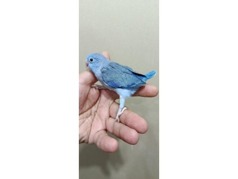 Erkek mavi boncuk cep papağanı forpus